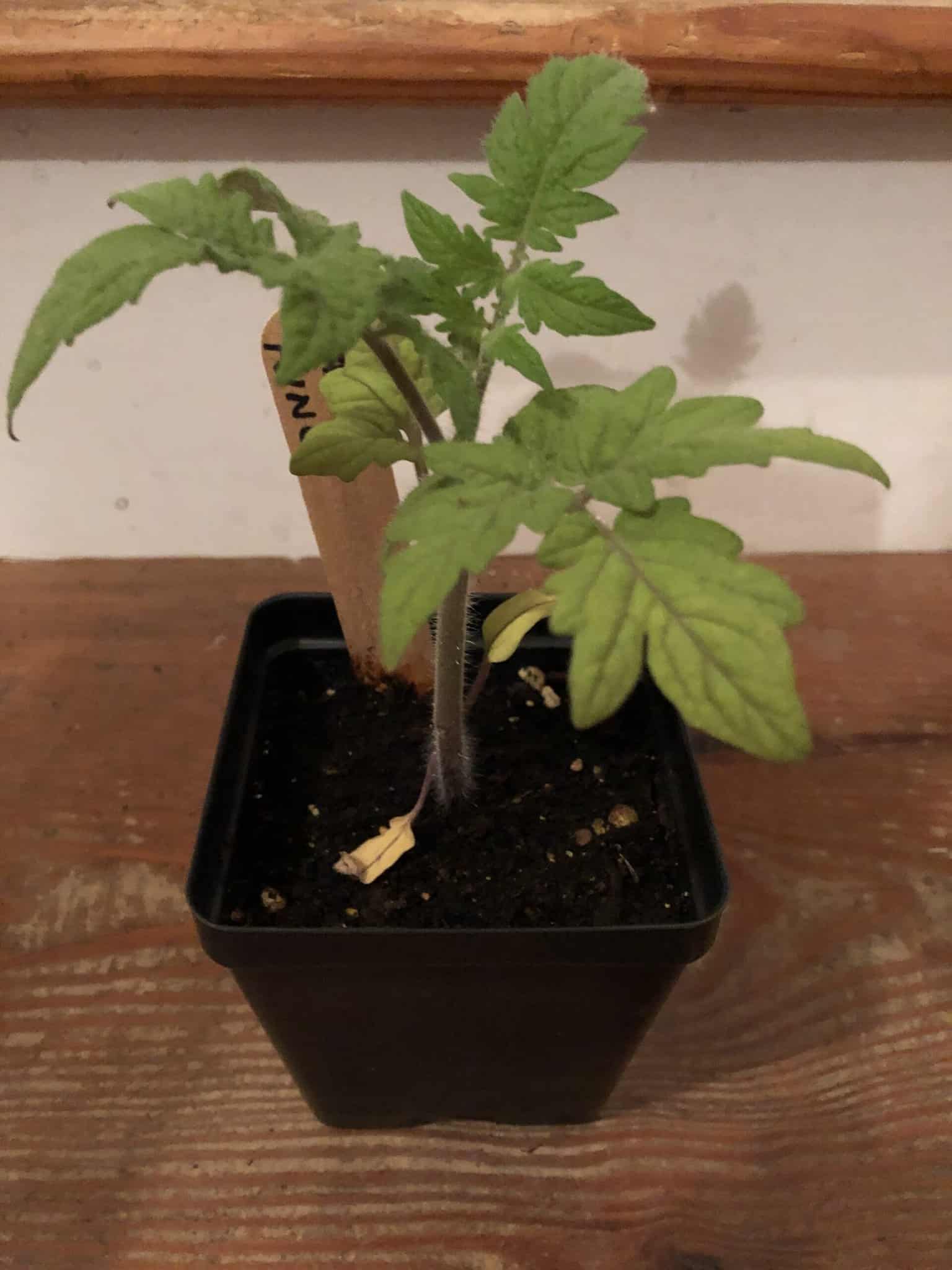 Adventures with Transplanting - Tips for introducing your seedlings to their new home!